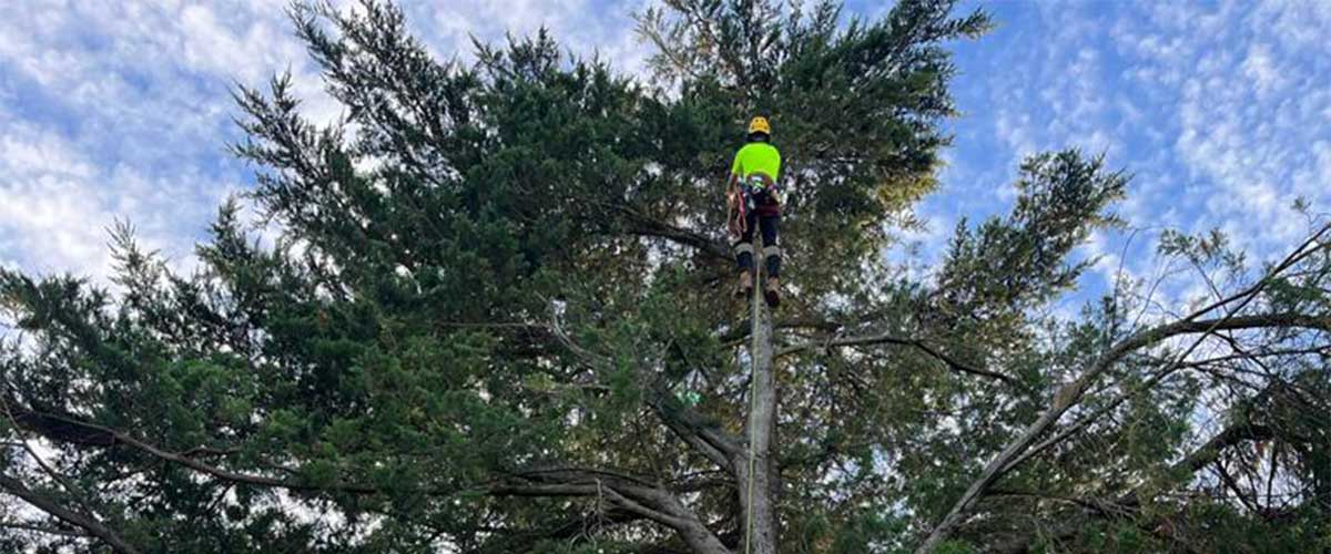 An arborist at the highest tip of a large cypress tree, about to begin a tree removal gisborne.