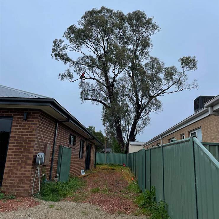 A tree overhanging a house in Kyneton with an arborist in a harness, using a chainsaw to cut branches.