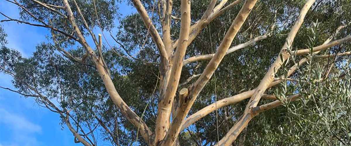 Canopy of a gum tree, showing damaged branches about to be removed by an arborist.