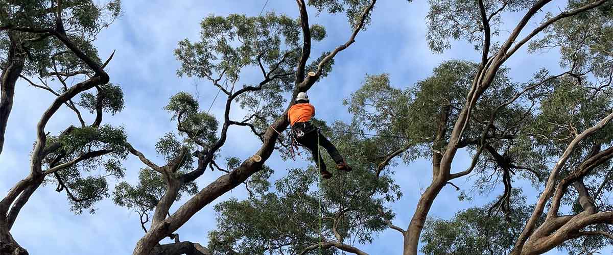 One of Ascent Trees' arborist, climbing using ropes to complete a tree removal sunbury.