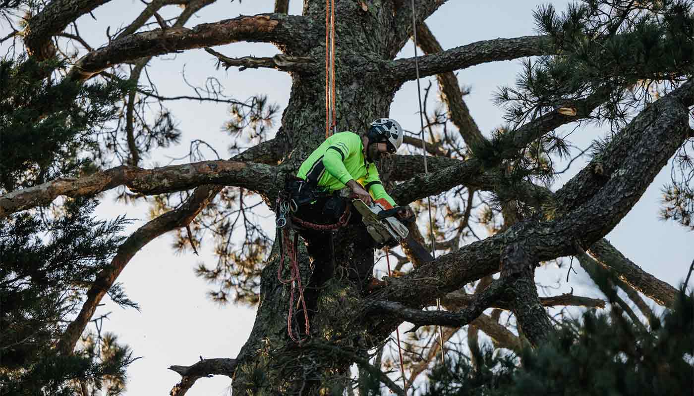 An arborist in the tip of a tree canopy removing branches with a chainsaw.