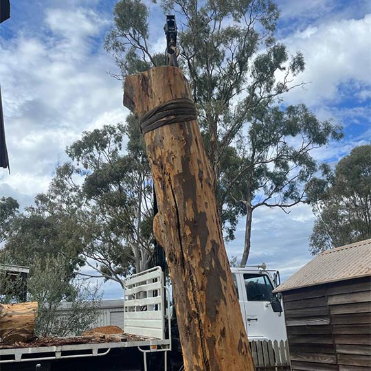 A large piece of timber from the trunk of a tree fter being removed from a garden.