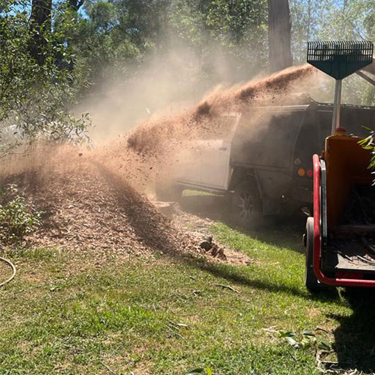 Spray of mulch from a woodchipper during a tree removal in gisborne, as branches are fed through it.