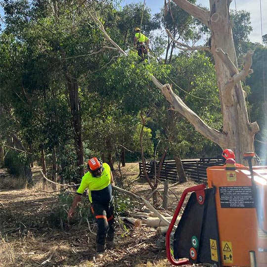 The tree crew at asent trees cleaning up the debris after a tree removal in macedon ranges, putting the branches through a woodchipper.